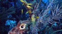 Reef Wrecks episode 3 - Bahamas