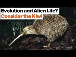 How Alien Life Might Evolve in Outer Space: Dinosaurs, Kiwis, New Zealand | Jonathan Losos