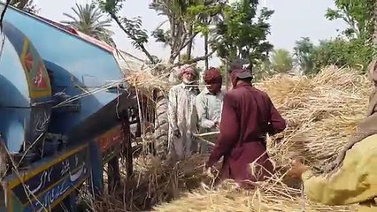 Harvesting Trasher Machine With MF240 Tractor _ Agriculture In Pakistan