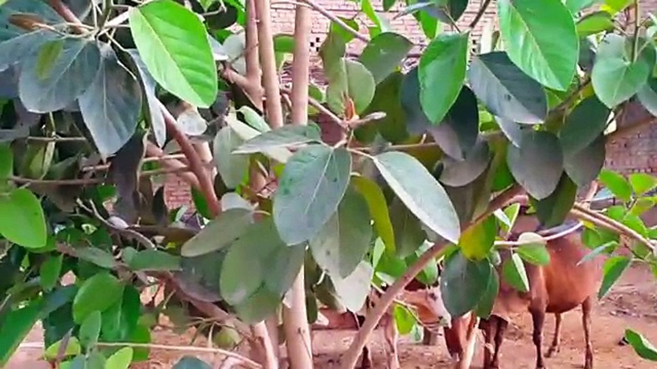 Heart Touching Punjab Village Peaceful Life In Pakistan