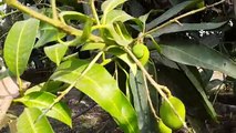 Mango & Banana Verity In Punjab Village _ Agriculture In Pakistan