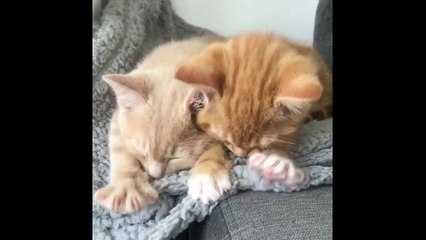 Funny cat Playing in the house