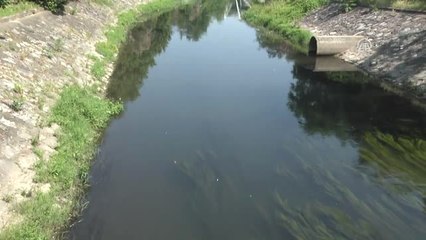 Toplu Balık Ölümleri