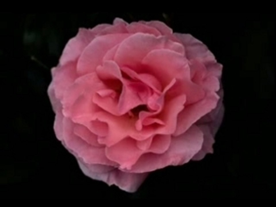 Les fleur de bled
