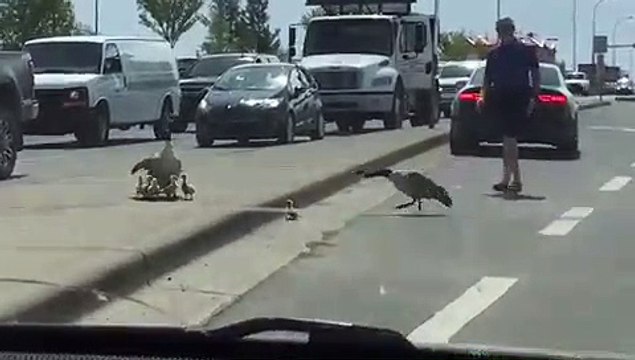 Quand tu veux aider un bébé oie à monter sur le trottoir mais que la maman se retourne contre toi