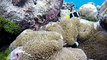 The spectacular coral reefs of the Maldives are rich in biological diversity, among species, within species and between ecosystems  | : @asfam_ahmed | : @