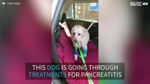 Sick dog refuses to go to vet