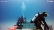 Fearless diver hand-feeds sharks in the Bahamas