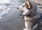 Alaskan Malamute Puppy Encounters 'Scary' Waves