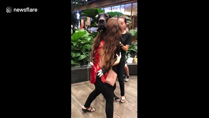 Clingy Great Dane gets a little too friendly with Thai woman