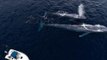 Drone Films Blue Whale Mom and Calf Playing with Bottlenose Dolphin