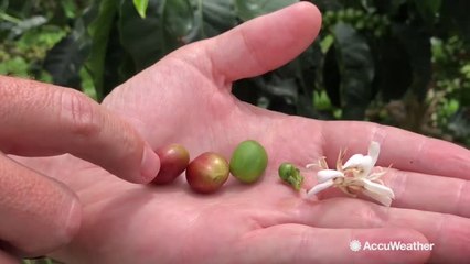 Heart of Colombian coffee region impacted by rain