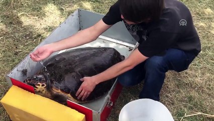 Caretta caretta 'Özgür'lüğüne kavuştu - ÇANAKKALE