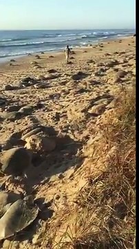 Ces milliers de tortues pondent en même temps sur une plage !