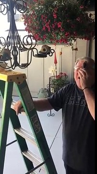 Cet oiseau fait son nid.. dans les cheveux d'un vieil homme !