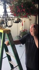 Cet oiseau fait son nid.. dans les cheveux d'un vieil homme !