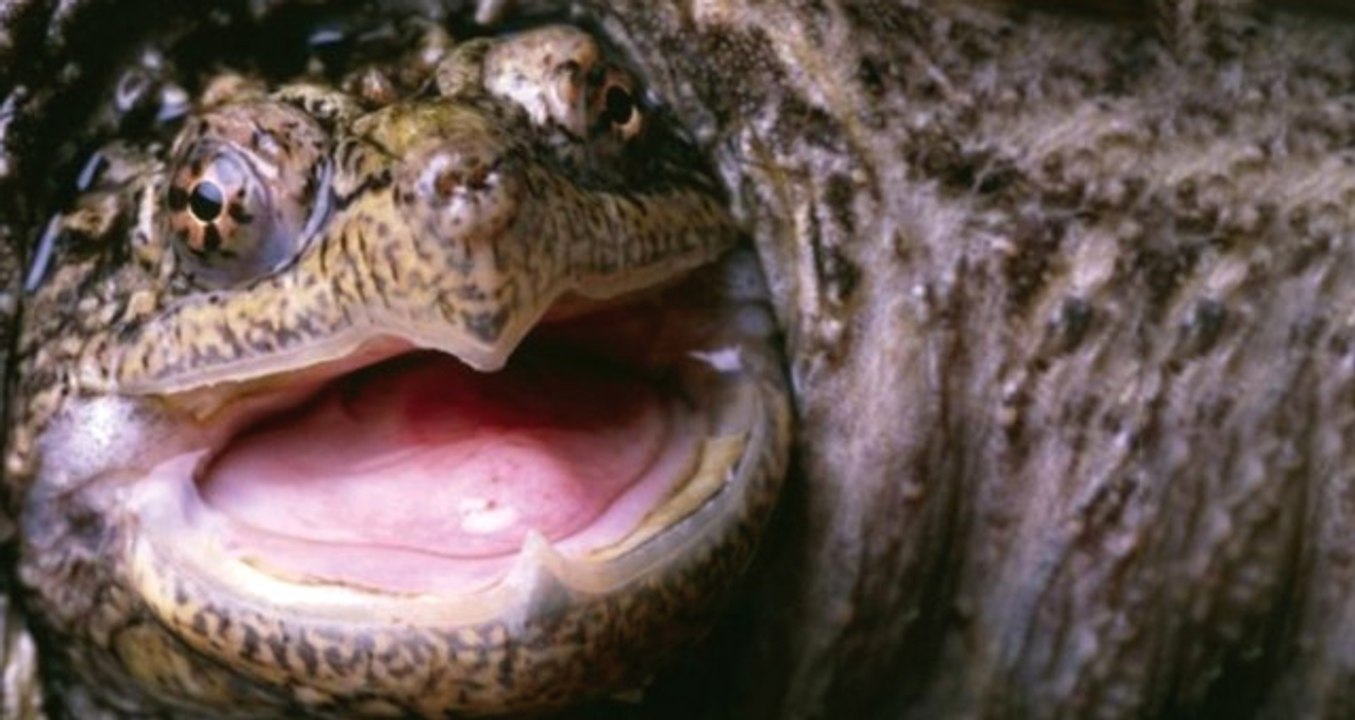 Köpek Yavrusunu Kaplumbağaya Canlı Canlı Yediren Öğretmene Dava Açıldı!