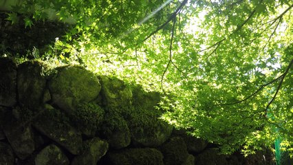 호센인 5｜Hosen-in Temple 5｜宝泉院 5