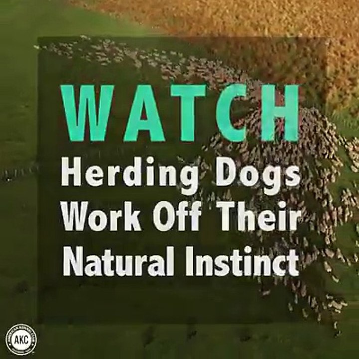hãy cùng xem sự thông minh của boder... - Pet Store - Cửa hàng Thú Cưng