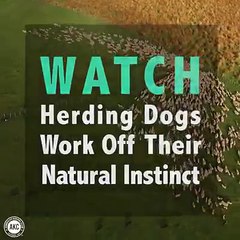 hãy cùng xem sự thông minh của boder... - Pet Store - Cửa hàng Thú Cưng