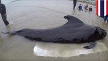 プラスチック袋80枚を飲み込んだクジラが死亡 - トモニュース