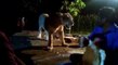 Indian Villagers In Gujarat Teasing Lion Viral Video