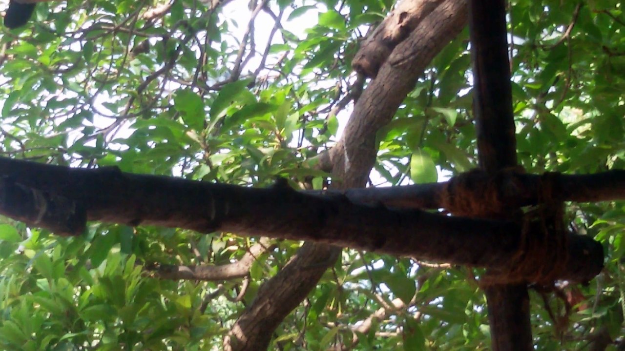 Crows eating mango..