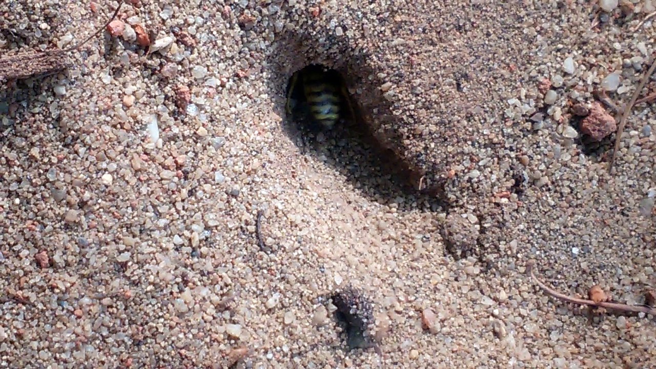 Insect Burrowing in the sand.. - video Dailymotion