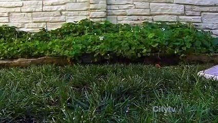 Surviving Suburbia - S01-E05 - Burn Bougainvillea, Burn
