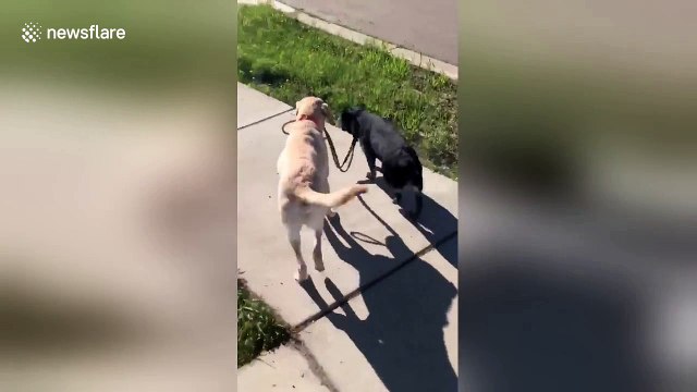 Adorable dogs take each other on an evening walk