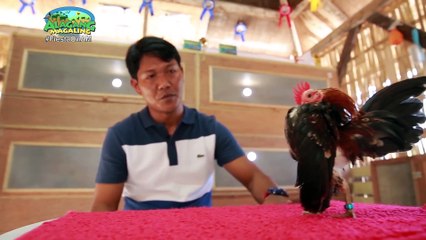 Alagang Magaling S9 Ep11 - Serama Back-to-back Champion - Renren Garcia