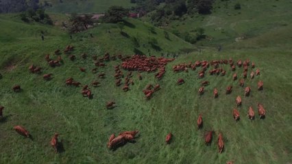 [영상] "반갑다 초원아" 대관령 한우 올해 첫 방목 / YTN