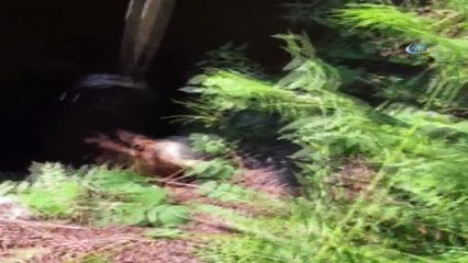 Çukura düşen buzağı itfaiye ekipleri tarafından kurtarıldı