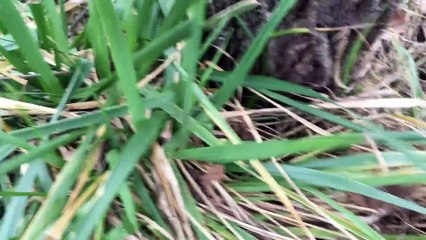 New Year's Eve Cocktail - You suck at Cooking (episode 29)