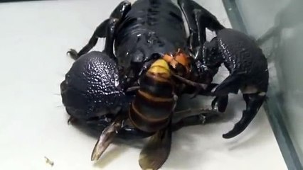 Giant Hornet vs Scorpion