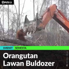 #1MENIT | Orangutan Lawan Buldozer