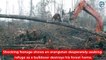 Un orang-outan veut défendre sa foret contre un bulldozer... triste à voir