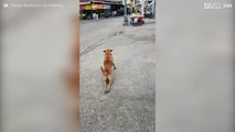 Mischievous dog pretends to be disabled to get food