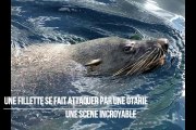 Une otarie attrape une fillette et l'emporte dans l'eau