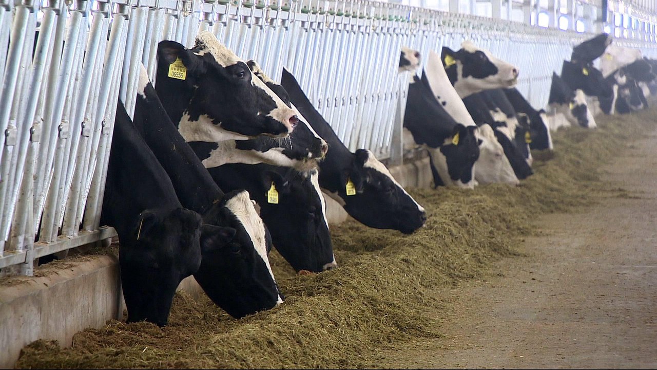 Gulf crisis one year: Qatar steps up self-sustainability