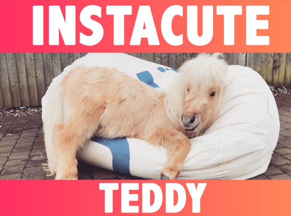 INSTACUTE : Teddy the shetland : L’adorable poney qui fait fondre Instagram !