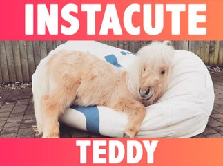 INSTACUTE : Teddy the shetland : L’adorable poney qui fait fondre Instagram !