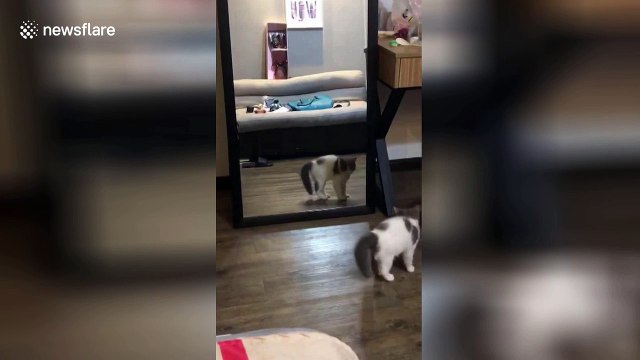 Kitten shimmies in front of mirror at her own reflection