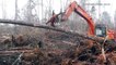 Un orang-outan regarde avec désespoir un bulldozer détruire son habitat naturel