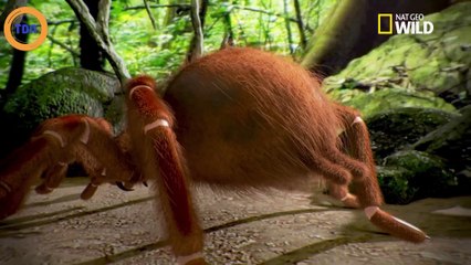 Cette araignée Goliath est la plus grosse du monde