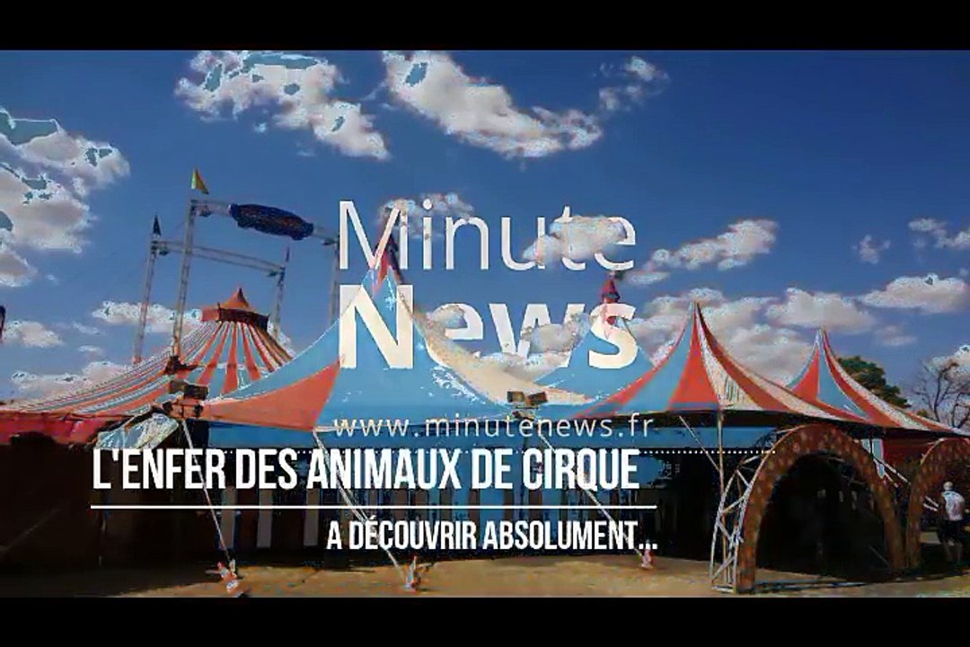 L'enfer des animaux de cirque