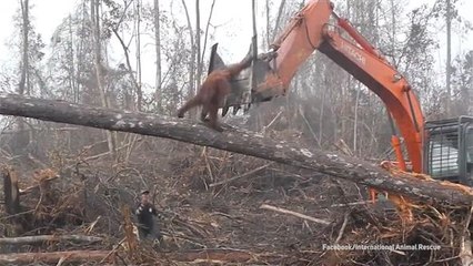 Download Video: Bagger zerstört Heimat: Orang-Utan auf der Flucht