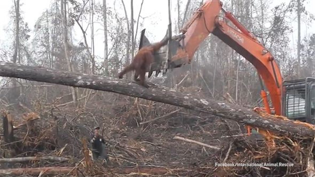 Bagger zerstört heimat: orang-utan auf der flucht