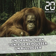 Un orang-outan tente de stopper un bulldozer qui détruit son habitat