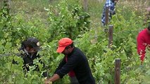 Projeto de vinhos em Foz Côa em 